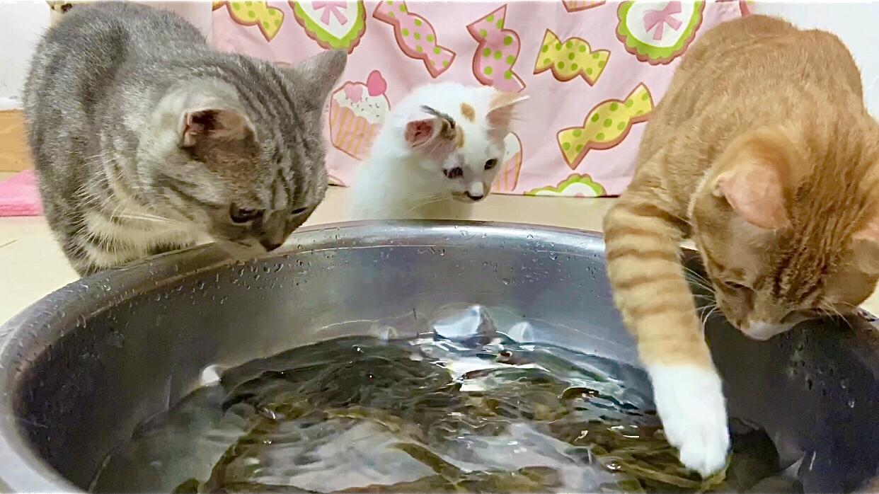 都说猫喜欢吃鱼,主人用一盘鱼测试,十几只猫中到底谁是捕鱼能手