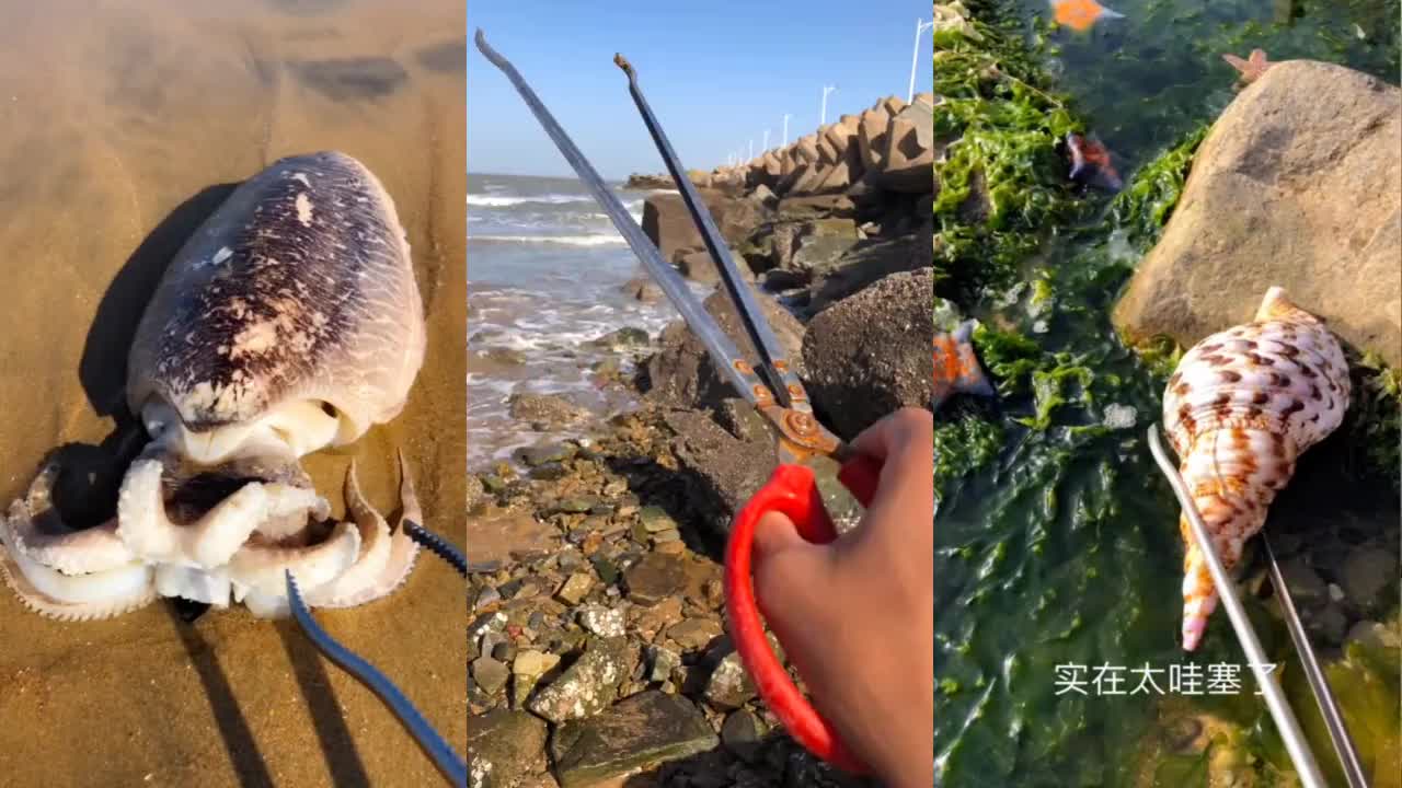 阿莎赶海:刚来到海边就捡到墨鱼,你看这八爪鱼好大呀!