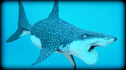 旋齿鲨vs巨齿鲨巨牙鲨图片