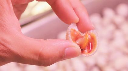 泥蚶粤语怎么读视频在线观看 - 西瓜视频