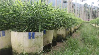 生姜无土栽培 有机种植技术 2 西瓜视频