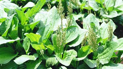 猪婆草的副作用 - 西瓜视频