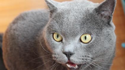 猫咪叫声发怒 - 西瓜视频