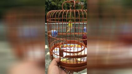 6万次观看·2年前绣眼鸟开口花唱,叫声清脆!