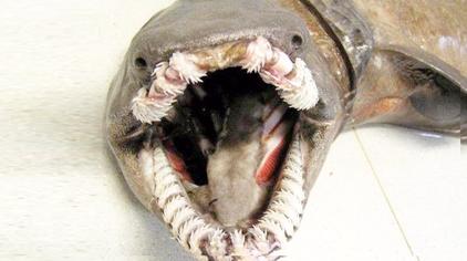 4万次观看·3年前07:04脑洞大开yt人们捕获了史上最诡异的深海怪鱼!6.