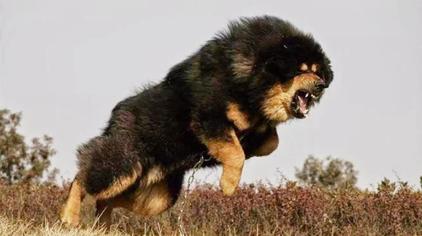 7324次观看·3年前00:47微观视讯藏獒突然撕咬75岁主人后又连续咬伤4