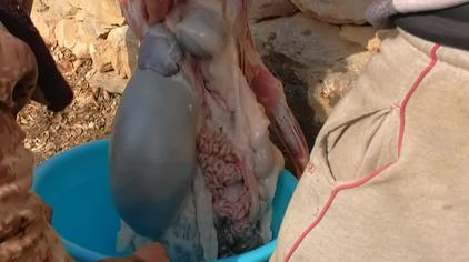 璐璐杀羊美拍 - 西瓜视频