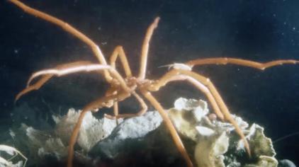 巨型海蜘蛛有毒吗 西瓜视频