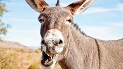 驴叫唤的声音视频 - 西瓜视频