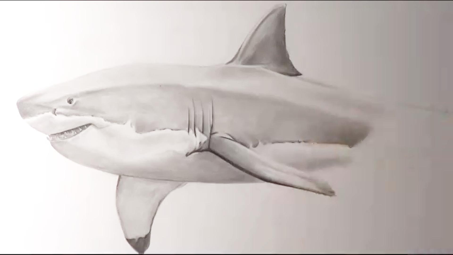 教你如何用铅笔画出一条立体的鲨鱼,点进来学习吧