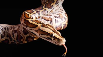 毒蛇报恩的真实故事 - 西瓜视频