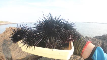 跪海胆 - 西瓜视频