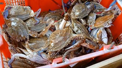 狮子蟹多少钱一斤 - 西瓜视频