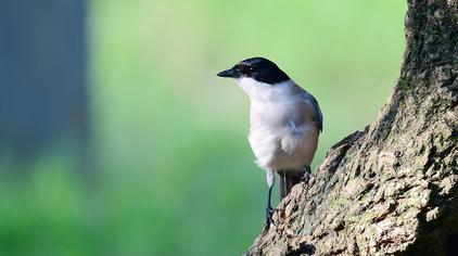 44花果飘香野外寻踪草丛中漂亮的灰喜鹊,正在寻找食物,有好听的鸟叫声