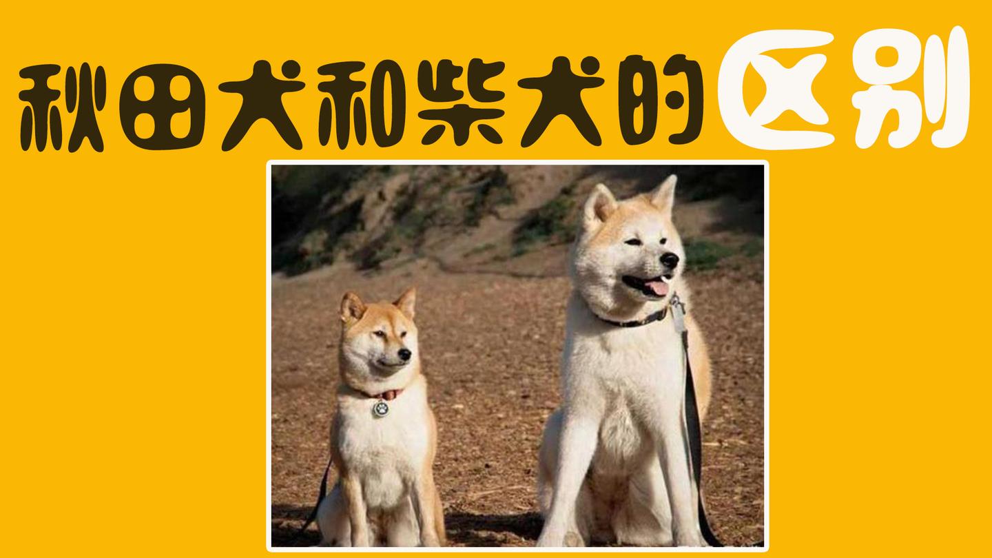 来自日本的土狗 如何分辨秋田犬和柴犬 西瓜视频