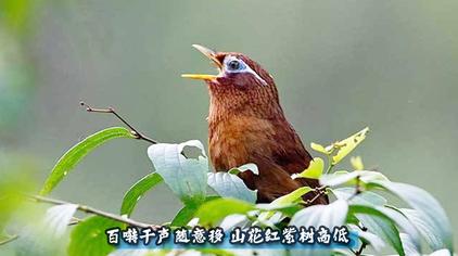 10:371年前·45万次观看鸟乐趣正宗母画眉鸟叫声,春心大发,引来无数公