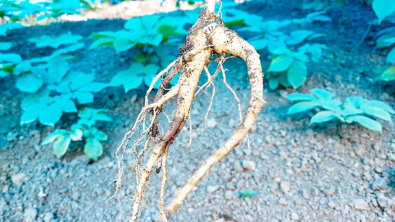 吉林省靖宇县人参长势良好,预计今年人参价格比去年高