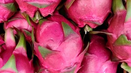 红心火龙果几月份上市 - 西瓜视频