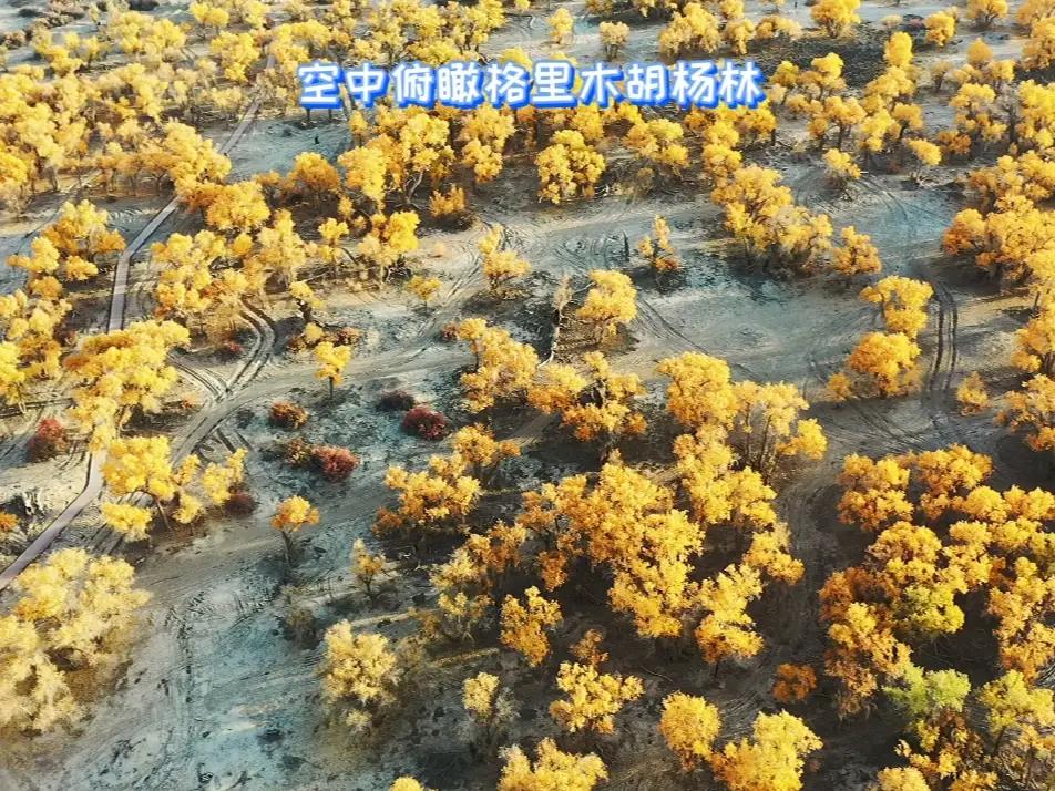 空中腑瞰格里木胡杨林 西瓜视频