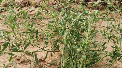 水扁草功效 - 西瓜视频