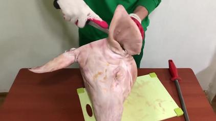 一刀砍掉猪头视频真假