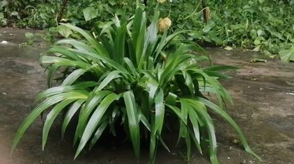 水扁草功效 - 西瓜视频