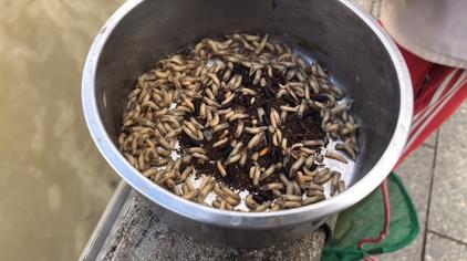 大麦虫钓鱼 - 西瓜视频