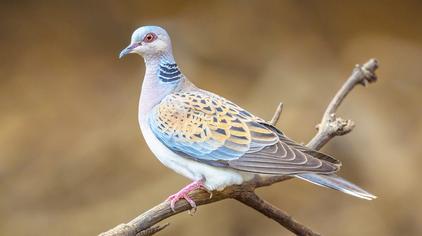 4万次观看·3年前信鸽配斑鸠出的鸽崽子长大了,虎斑色,飞1000公里应该