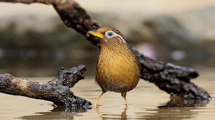 7萬次觀看·1年前01:10鳥樂趣母畫眉鳥叫聲欣賞,沙啞甜美,可以拿給公