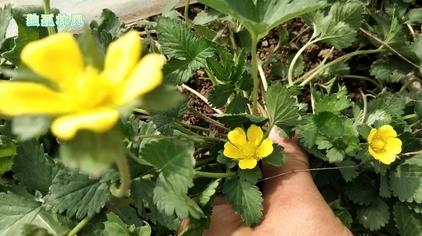 水扁草功效 - 西瓜视频