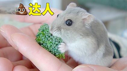 饭团小夫妻日常 - 西瓜视频