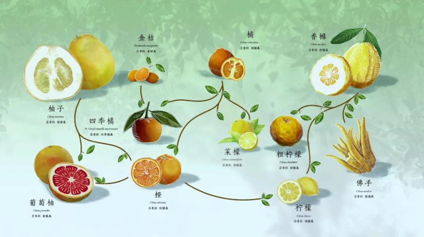 柑橘家族三大元老 香橼 橘子 柚子 形成了水果第一家族 西瓜视频