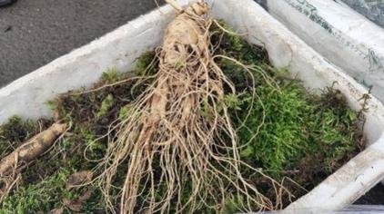 干人参一颗有多重 - 西瓜视频