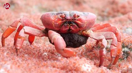 红脚蟹 - 西瓜视频