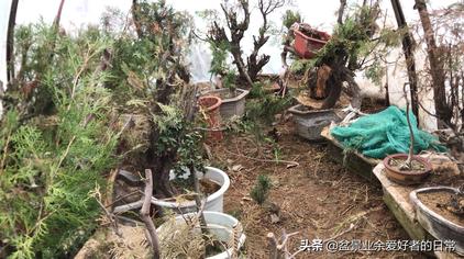 柏树盆景施肥打药 西瓜视频