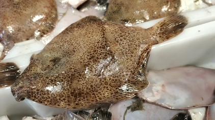 隆背青眼鱼图片 - 西瓜视频