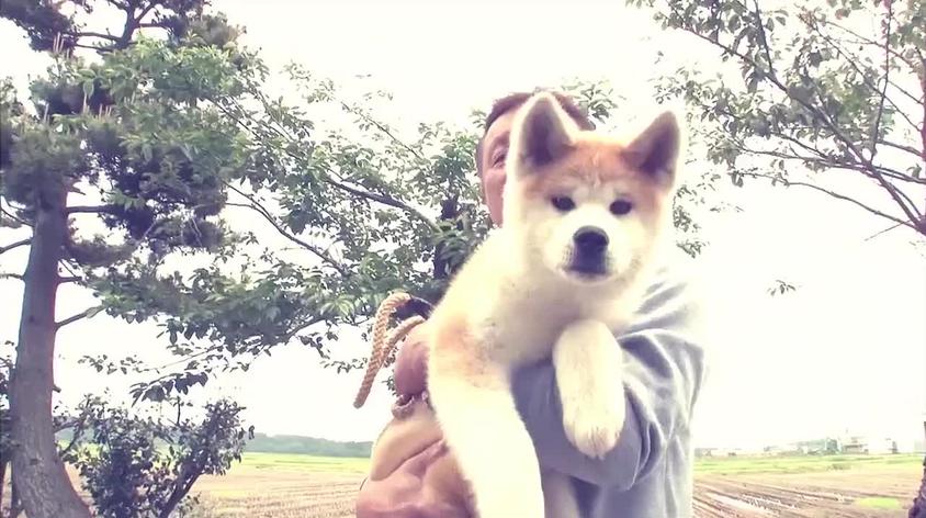 日本秋田犬介绍视频在线观看 西瓜视频