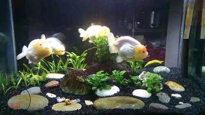 兰寿金鱼吃水草吗 西瓜视频