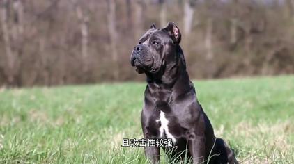 加纳利犬在猛犬中排行视频在线观看 西瓜视频