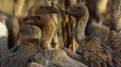 泰国mv视频秃鹫 - 西瓜视频